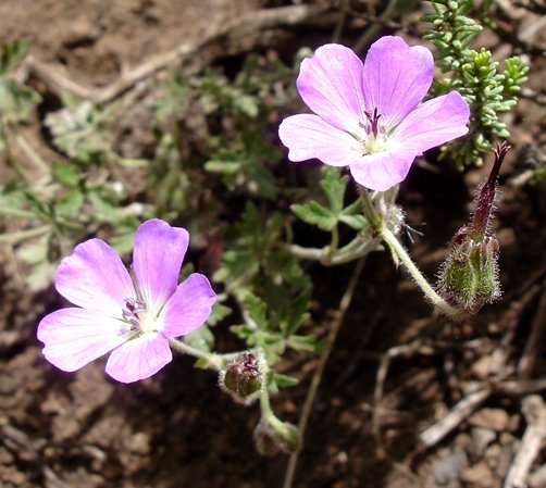 Geranium robustum green fruit